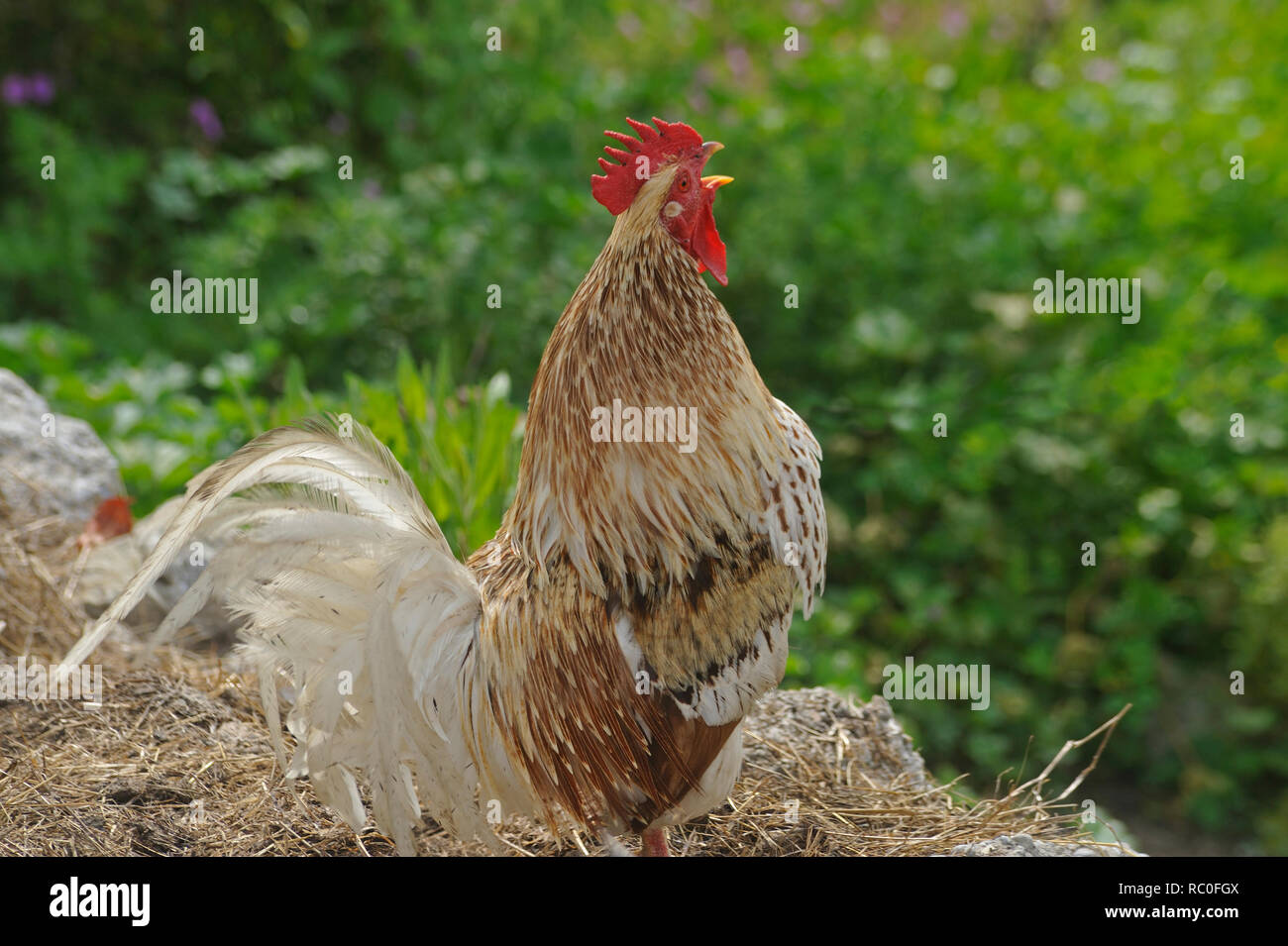 Hühner in freier Natur auf der Wiese Foto Stock