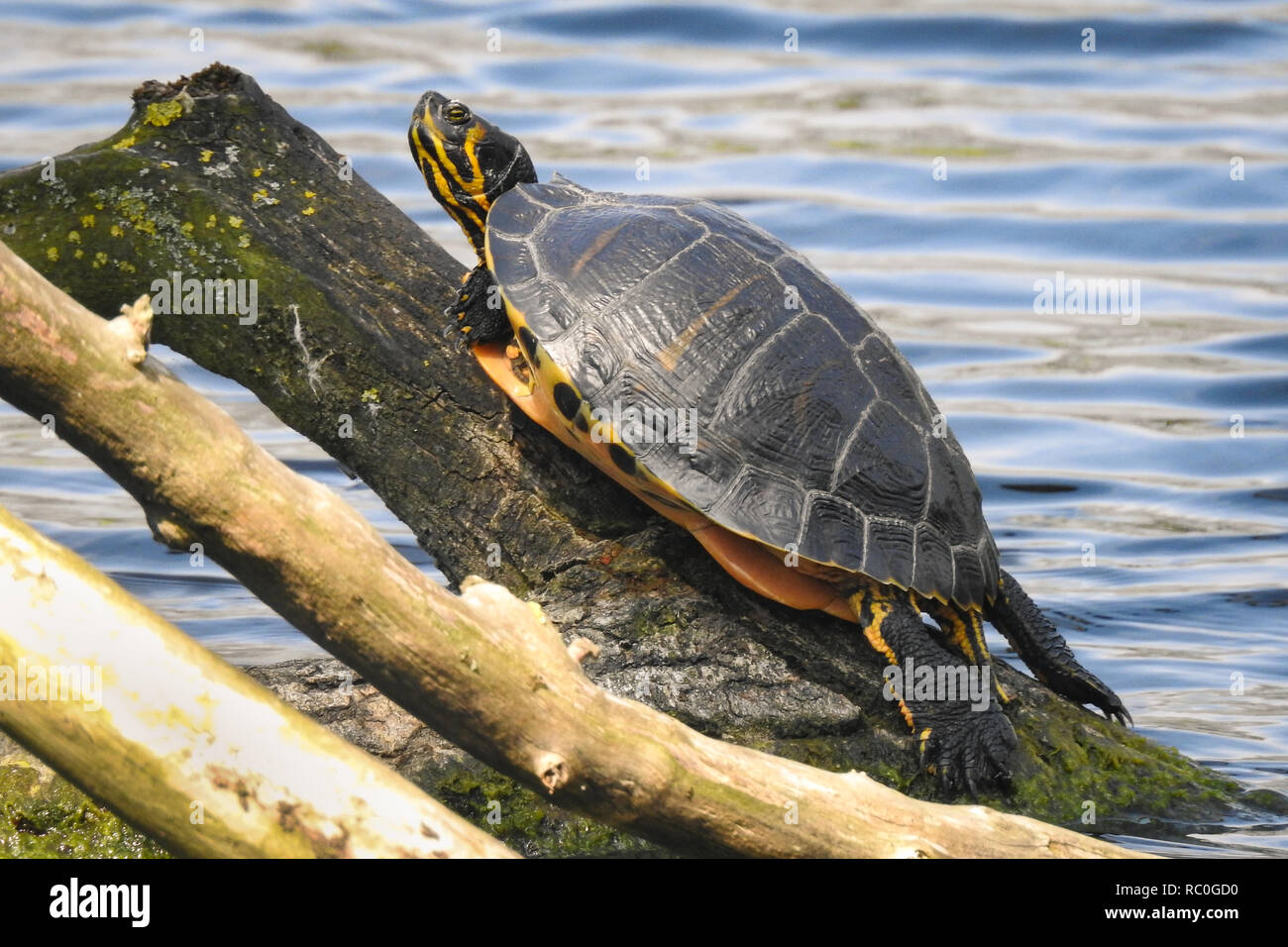 Una tartaruga è prendere il sole su di un ramo di albero. Questo anfibio è  in grado di sedere sul tronco per ore mentre godendo il calore del sole  Foto stock -