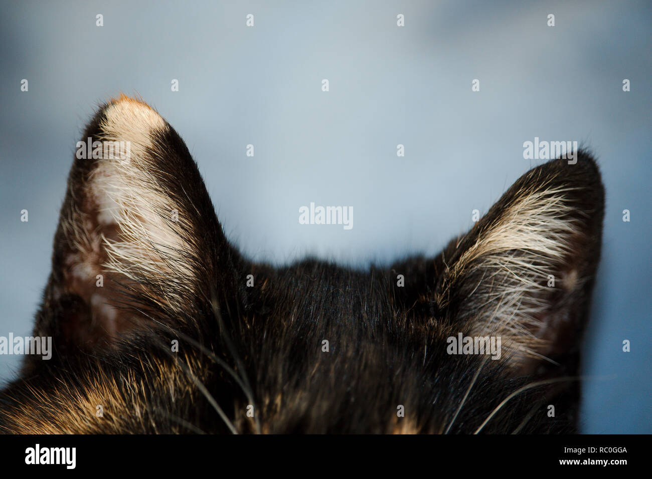 Close up di un gatto che mostra le orecchie ci forma distintiva Foto Stock