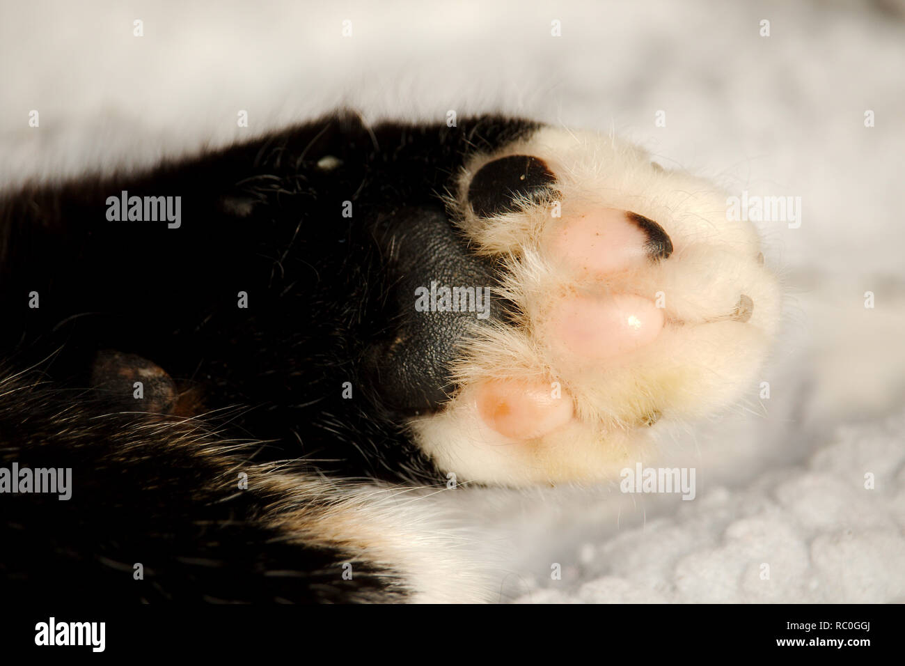 In prossimità di una zampa di gatti che mostra le singole piazzole Foto Stock