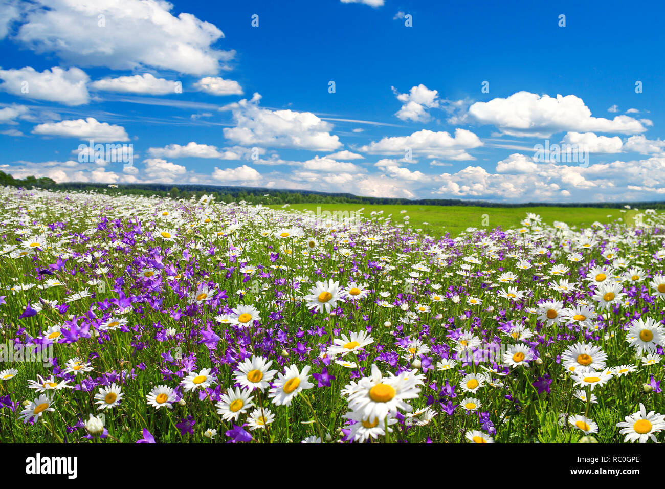 Paesaggio di primavera con la fioritura dei fiori di prato. bianco camomilla e viola bluebells blossom sul campo. summer view di fioritura fiori selvatici in mea Foto Stock