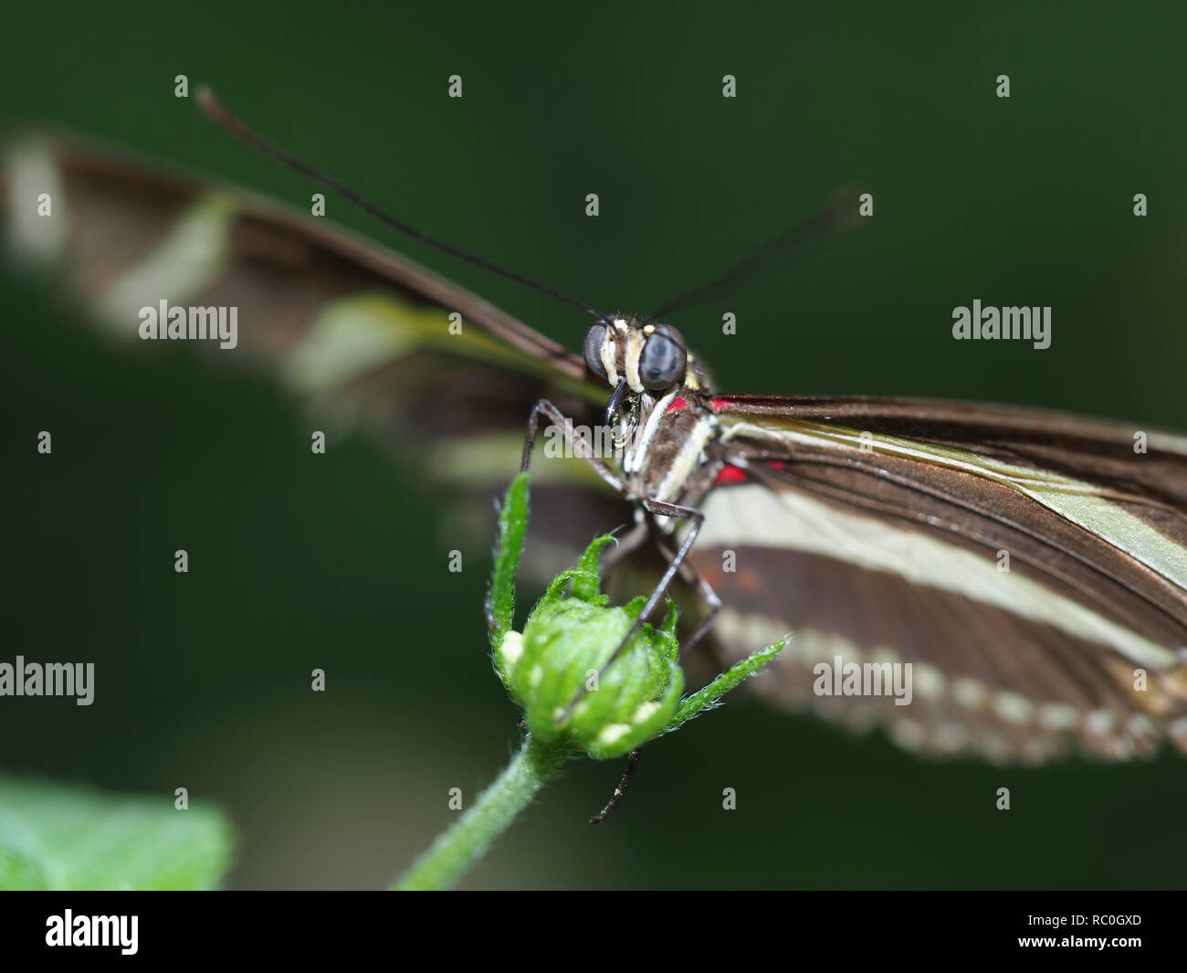 Farfalla in una serra Foto Stock