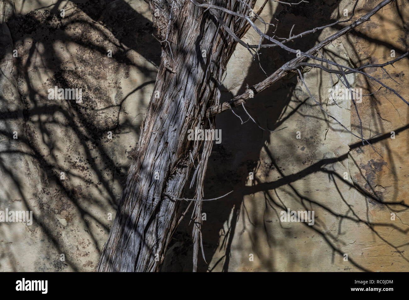 Rocky Mountain Ginepro, Juniperus scopulorum, crescente lungo l'iscrizione Rock Trail in El Morro monumento nazionale, Nuovo Messico, STATI UNITI D'AMERICA Foto Stock