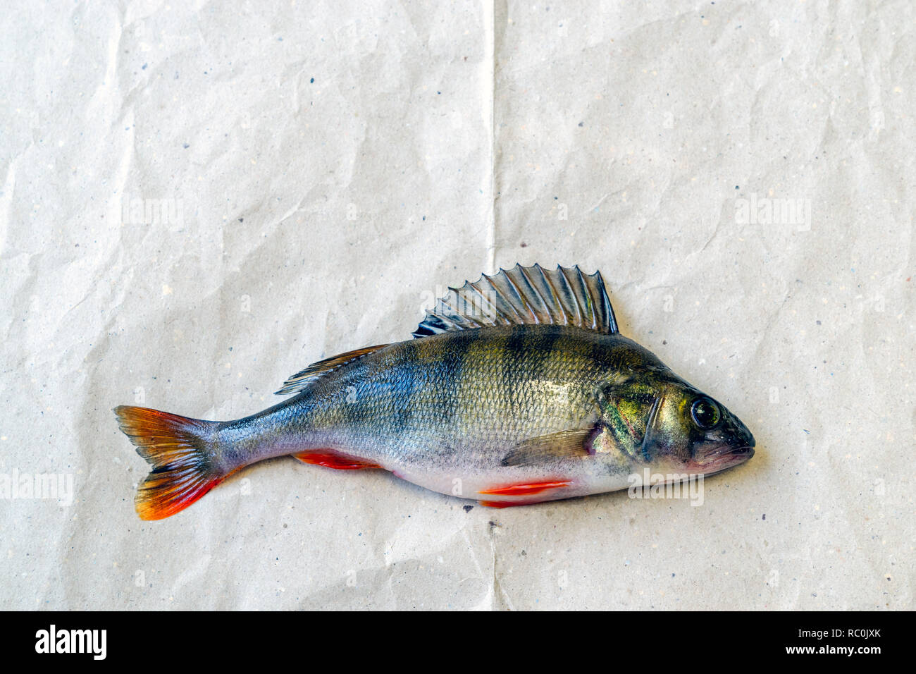 Catturato il pesce persico giace su un pezzo di carta Foto Stock