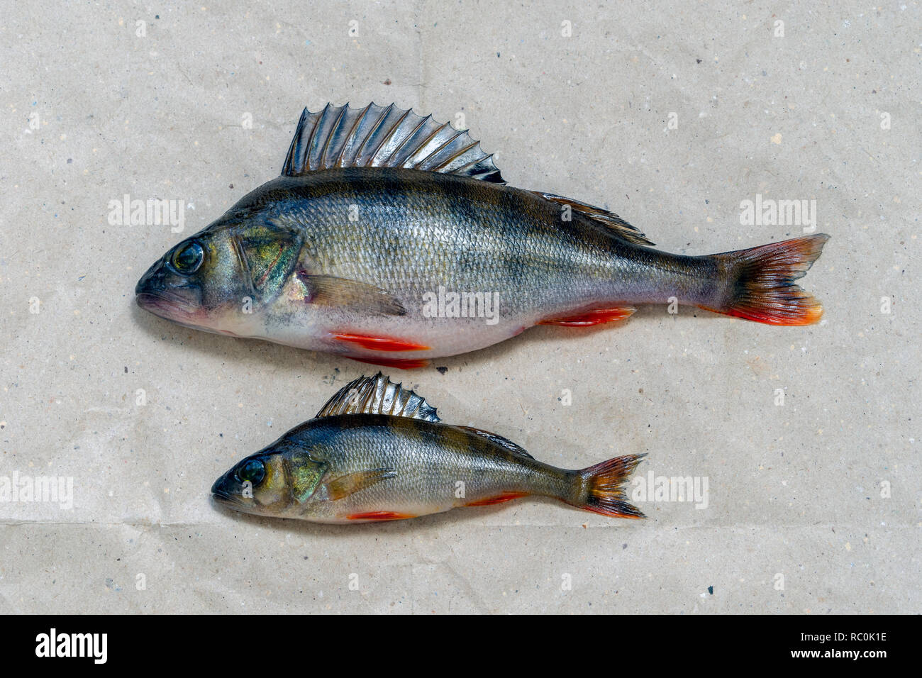 Due catturato posatoi giacciono su un pezzo di carta a casa Foto Stock