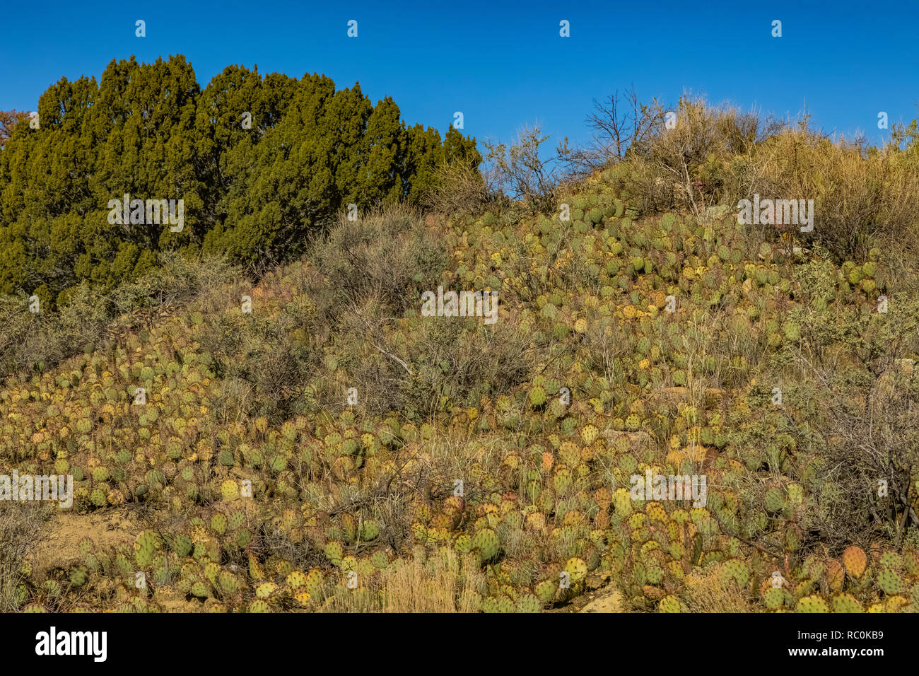 Ficodindia Cactus, Opuntia sp., crescendo in un denso letto naturale sul promontorio lungo la cima di Mesa Trail in El Morro monumento nazionale, Nuovo Messico, U Foto Stock