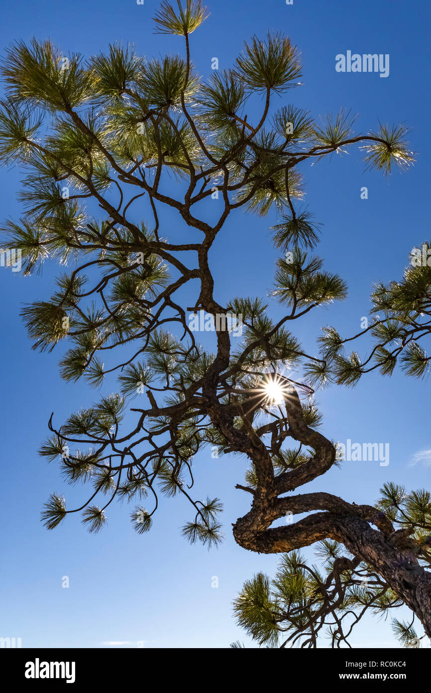 Ponderosa Pine, Pinus ponderosa, sopravvivere in condizioni difficili lungo la cima di Mesa Trail in El Morro monumento nazionale, Nuovo Messico, STATI UNITI D'AMERICA Foto Stock