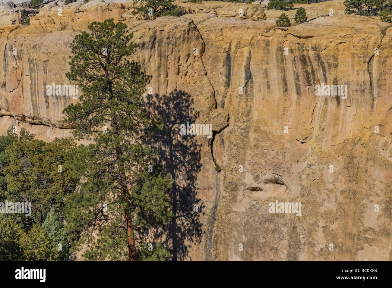 Ponderosa Pine, Pinus ponderosa, sopravvivere in condizioni difficili lungo la cima di Mesa Trail in El Morro monumento nazionale, Nuovo Messico, STATI UNITI D'AMERICA Foto Stock