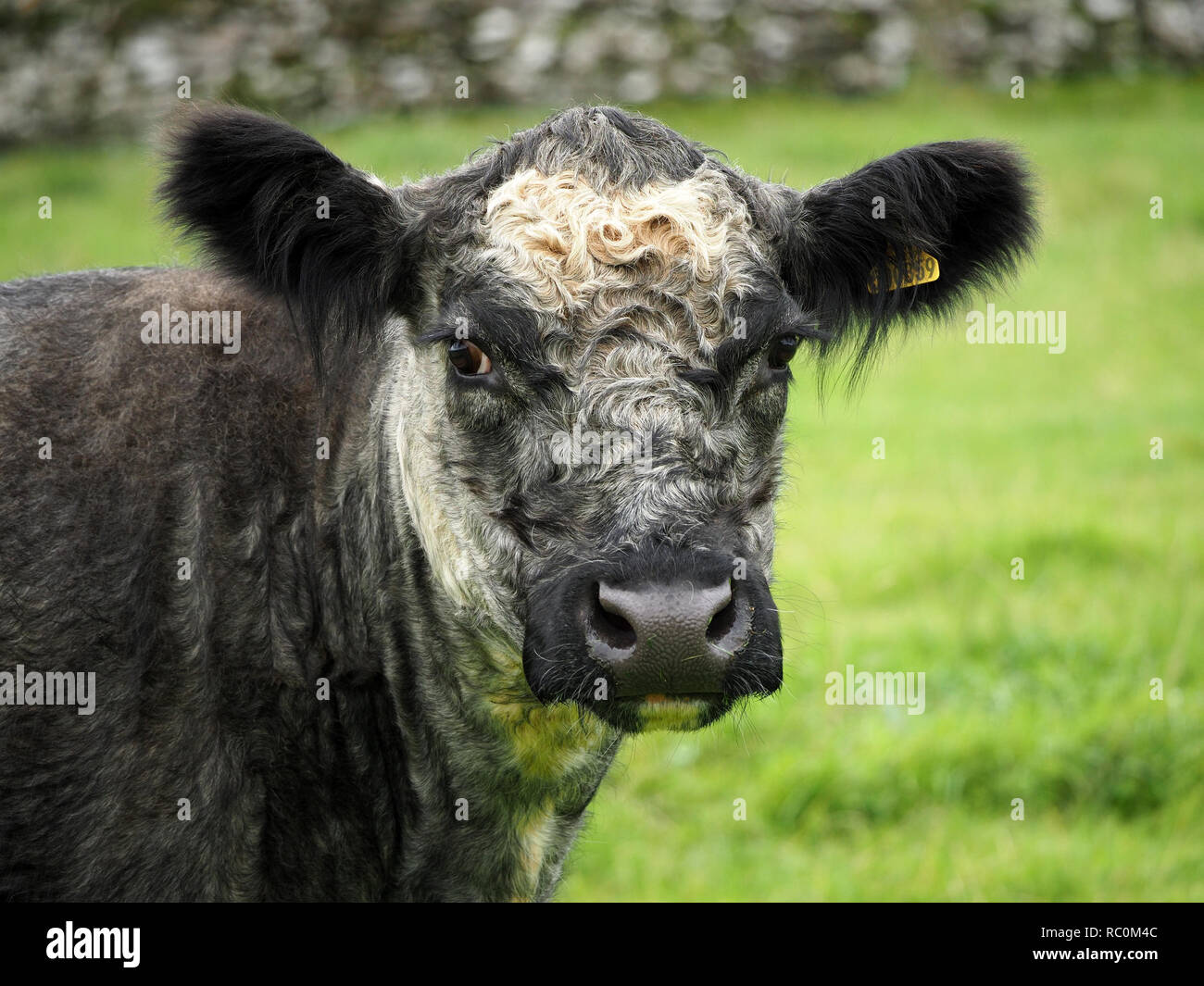 Giovani Blu Grigio carni bovine bullock (originariamente allevati da incrocio bianco bovini Shorthorn con Nero Galloway per la produzione di carne) in Cumbria, England, Regno Unito Foto Stock