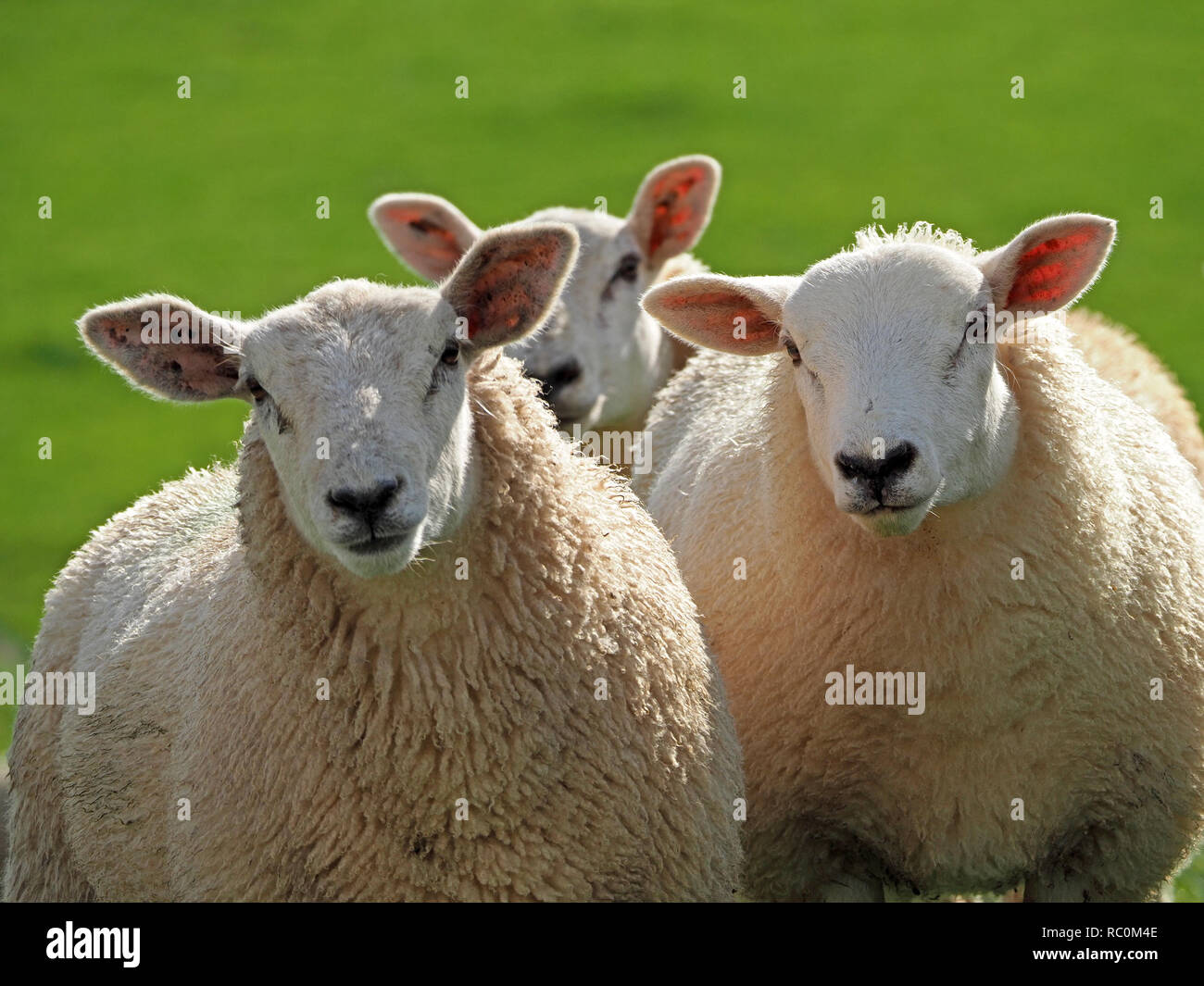 Tre bianco retroilluminato pecora con orecchie rosa fissando la telecamera in formazione triangolare in un campo erboso in Cumbria, England, Regno Unito Foto Stock
