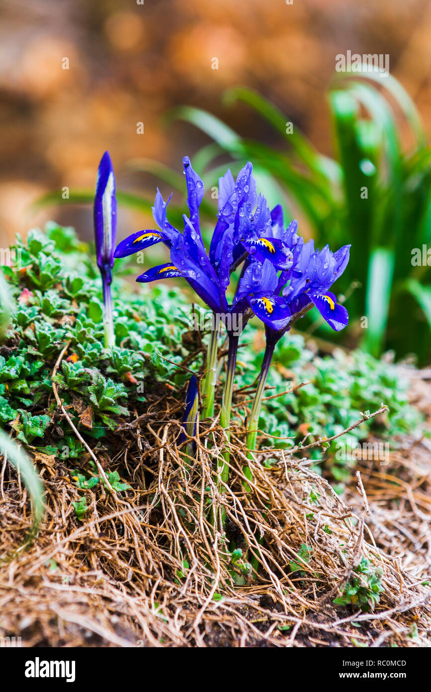 Iris Viola fiore, tempo di primavera Foto Stock