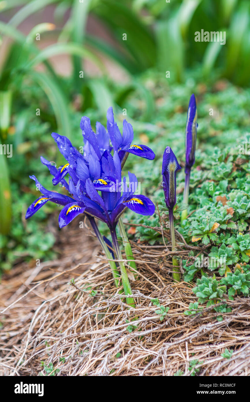 Iris Viola fiore, tempo di primavera Foto Stock
