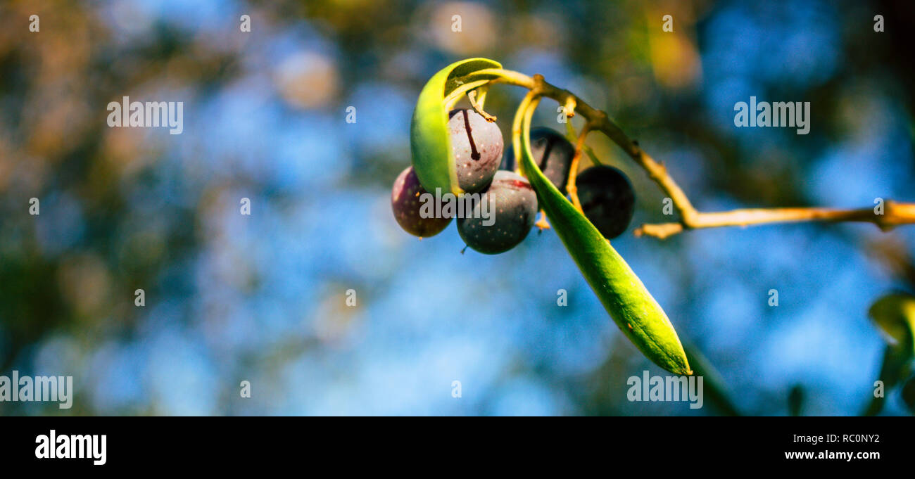 Albero di olivo. Le olive mature su un ramo, alla luce del sole. Foto Stock
