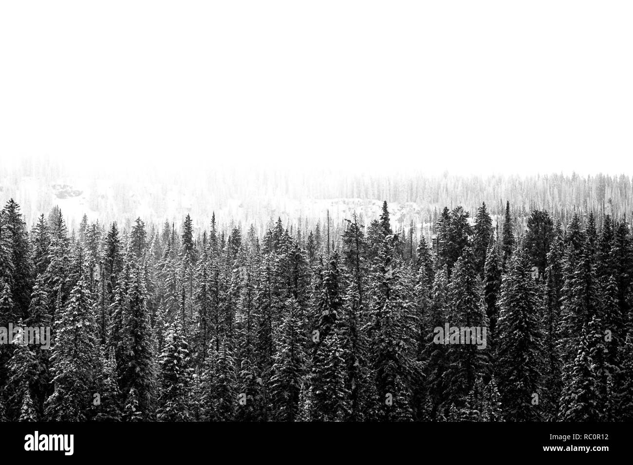 Pendio nevoso di neve coperto da alberi di pino in bianco e nero Foto Stock