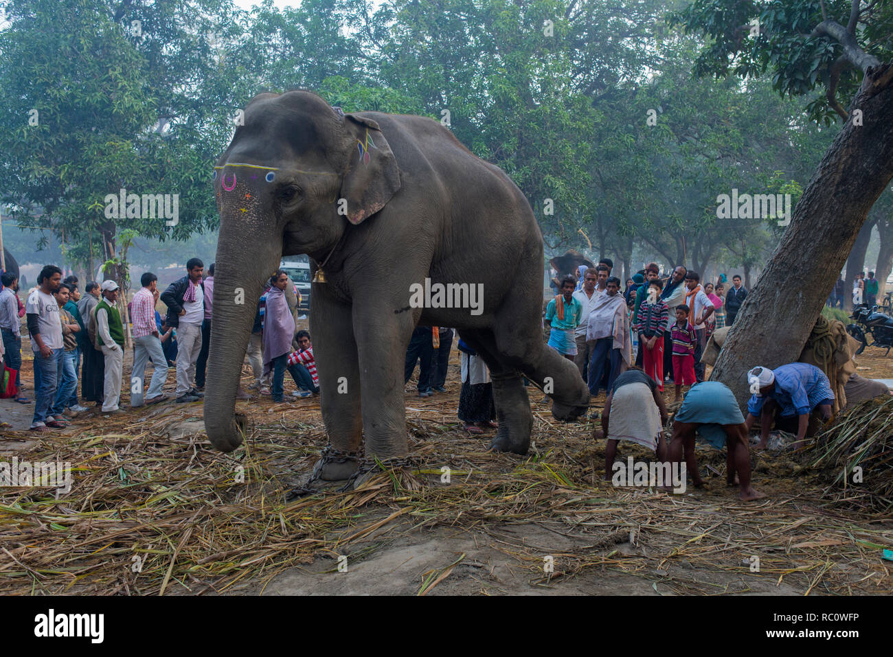 Gli elefanti sono visualizzati nell'annuale Fiera del Bestiame di Sonpur. Foto Stock