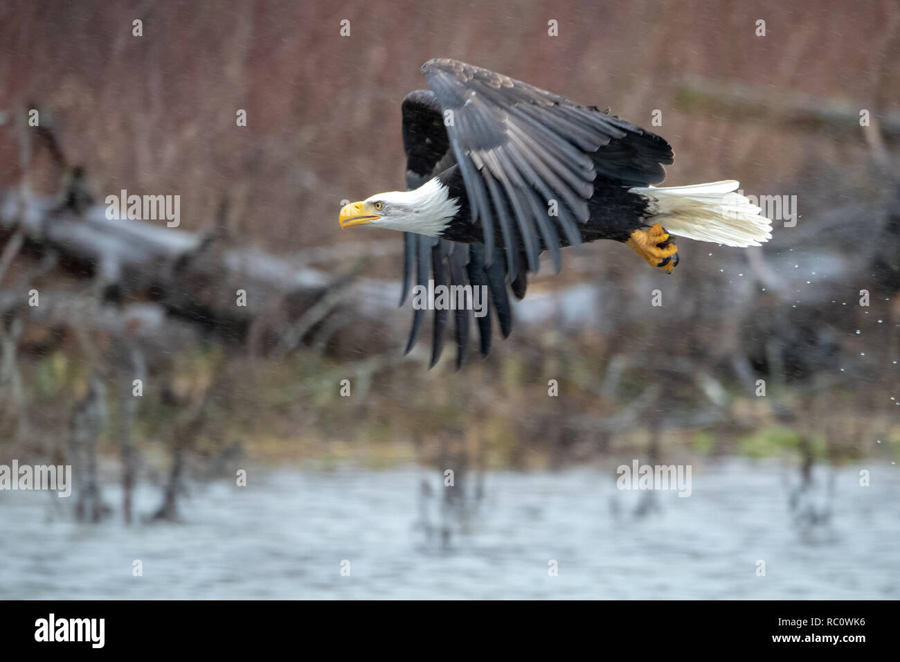 Aquila calva (Haliaeetus leucocephalus) inflight nel Nordovest del Pacifico Foto Stock