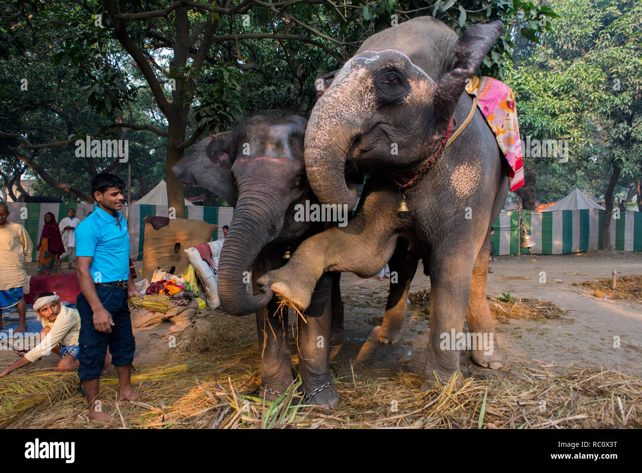 Gli elefanti sono visualizzati nell'annuale Fiera del Bestiame di Sonpur. Foto Stock