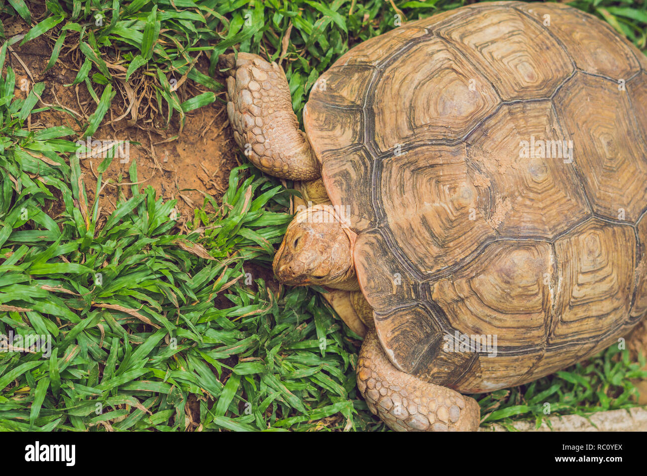 Un enorme appoggio tartaruga nel parco in stagno. Foto Stock