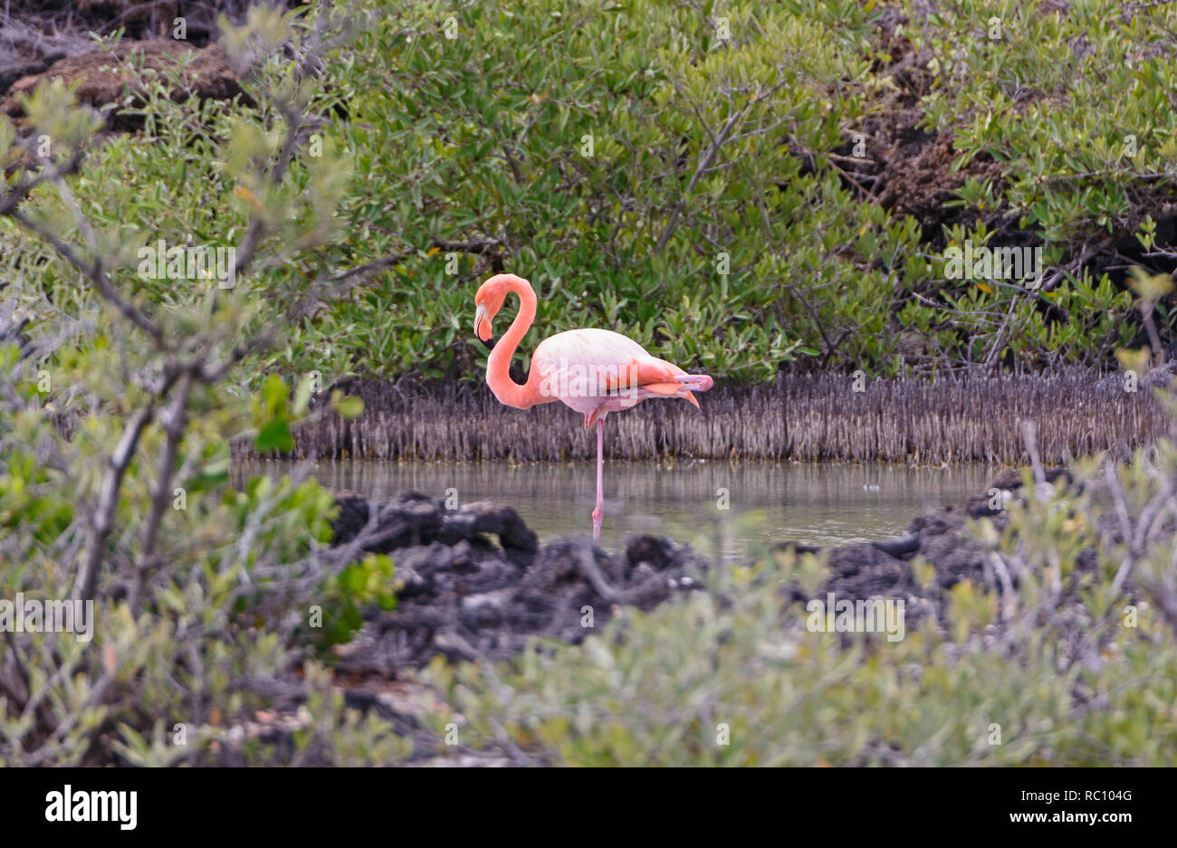 Flamingo di riposo in un ambiente appartato laguna costiera nelle isole Galapagos Foto Stock