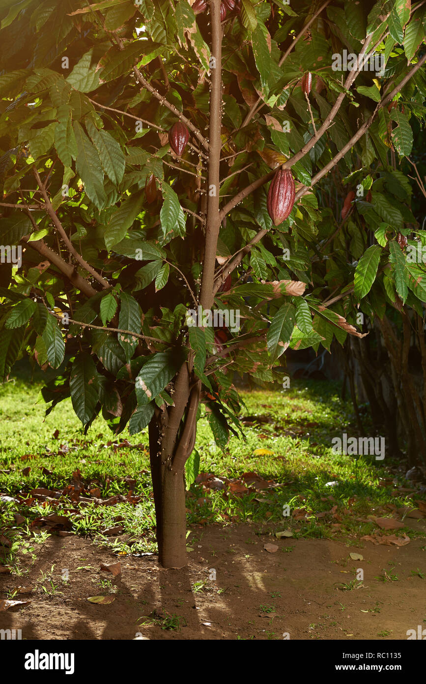 Albero di cacao in piantagione giardino sulla luminosa giornata di sole Foto Stock