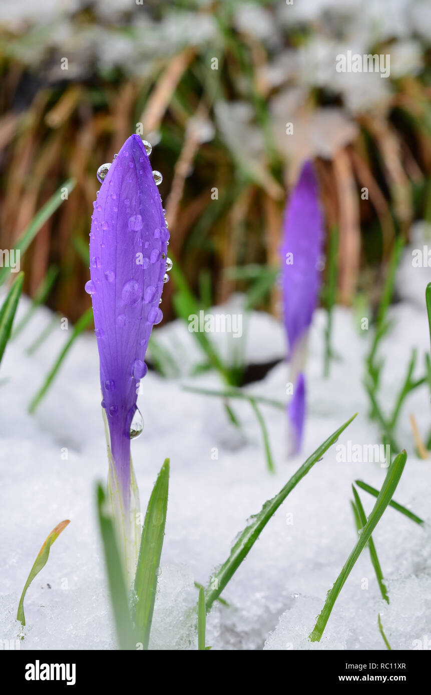 Due lo zafferano selvatico fiori nella neve, uno in primo piano nella messa a fuoco, con un sacco di acqua scende, un altro in backround, fuori fuoco contro alcuni impianti a secco Foto Stock