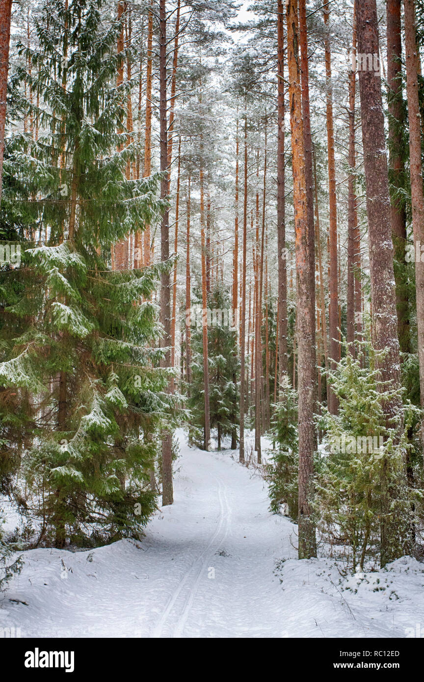 Sentiero forestale nel bosco d'inverno. L'inverno. Foresta di Pini, ecologicamente pulito per camminare. Foto Stock