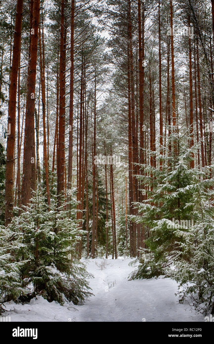 Sentiero forestale nel bosco d'inverno. L'inverno. Foresta di Pini, ecologicamente pulito per camminare. Foto Stock