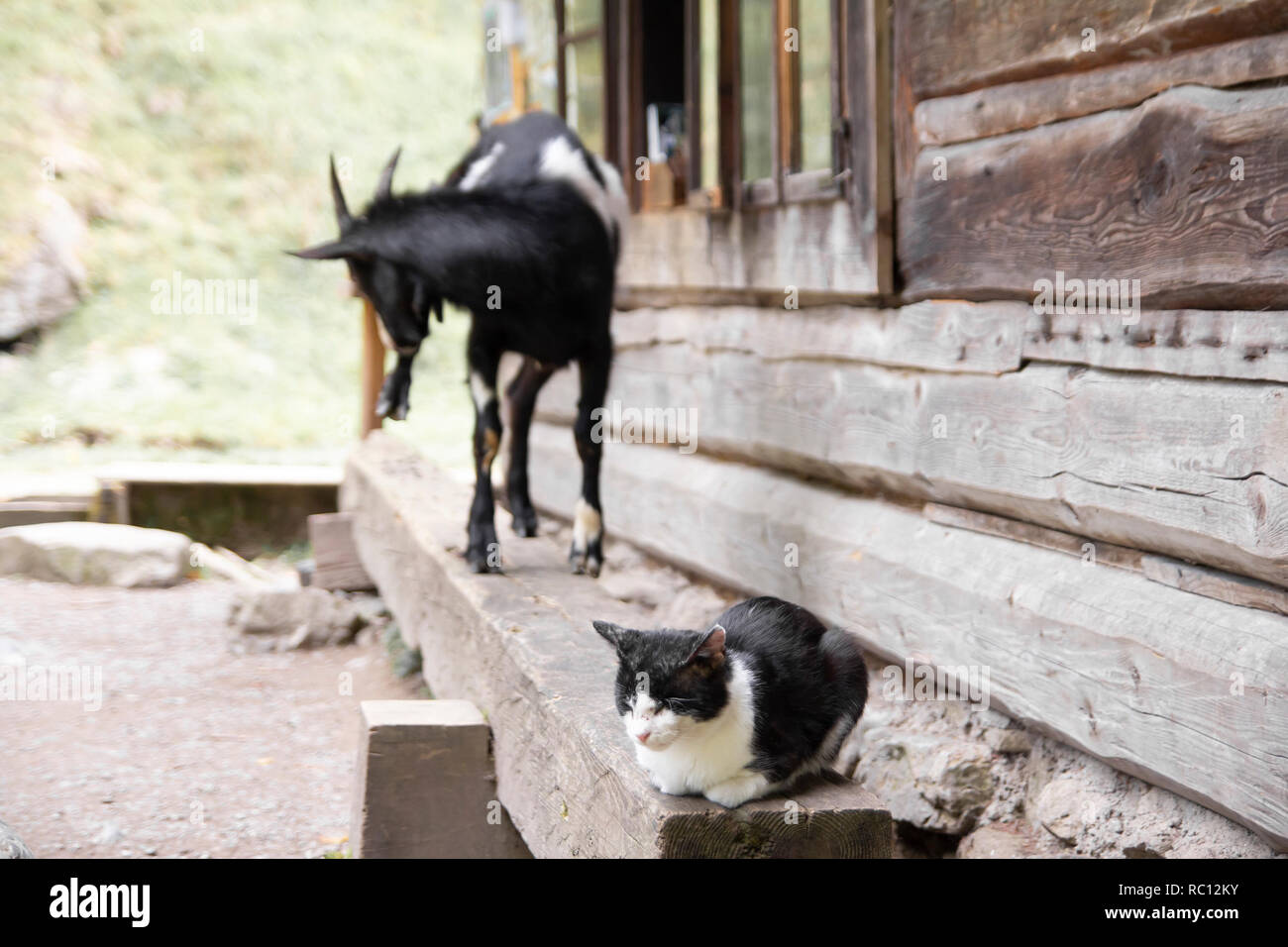Gatto e di capra su la fattoria Foto Stock