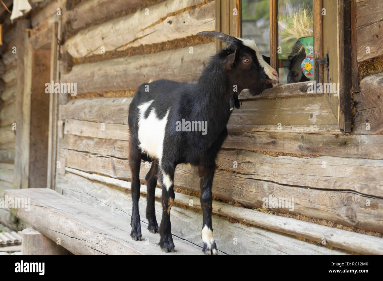 In bianco e nero di capra Foto Stock