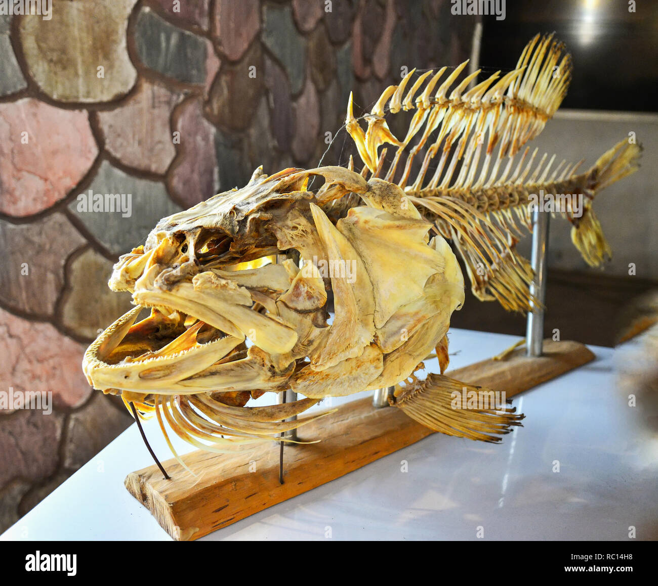 Pesci fossili / Full gigante di ossa di pesce cernia tassidermia - Queensland raggruppatore Foto Stock