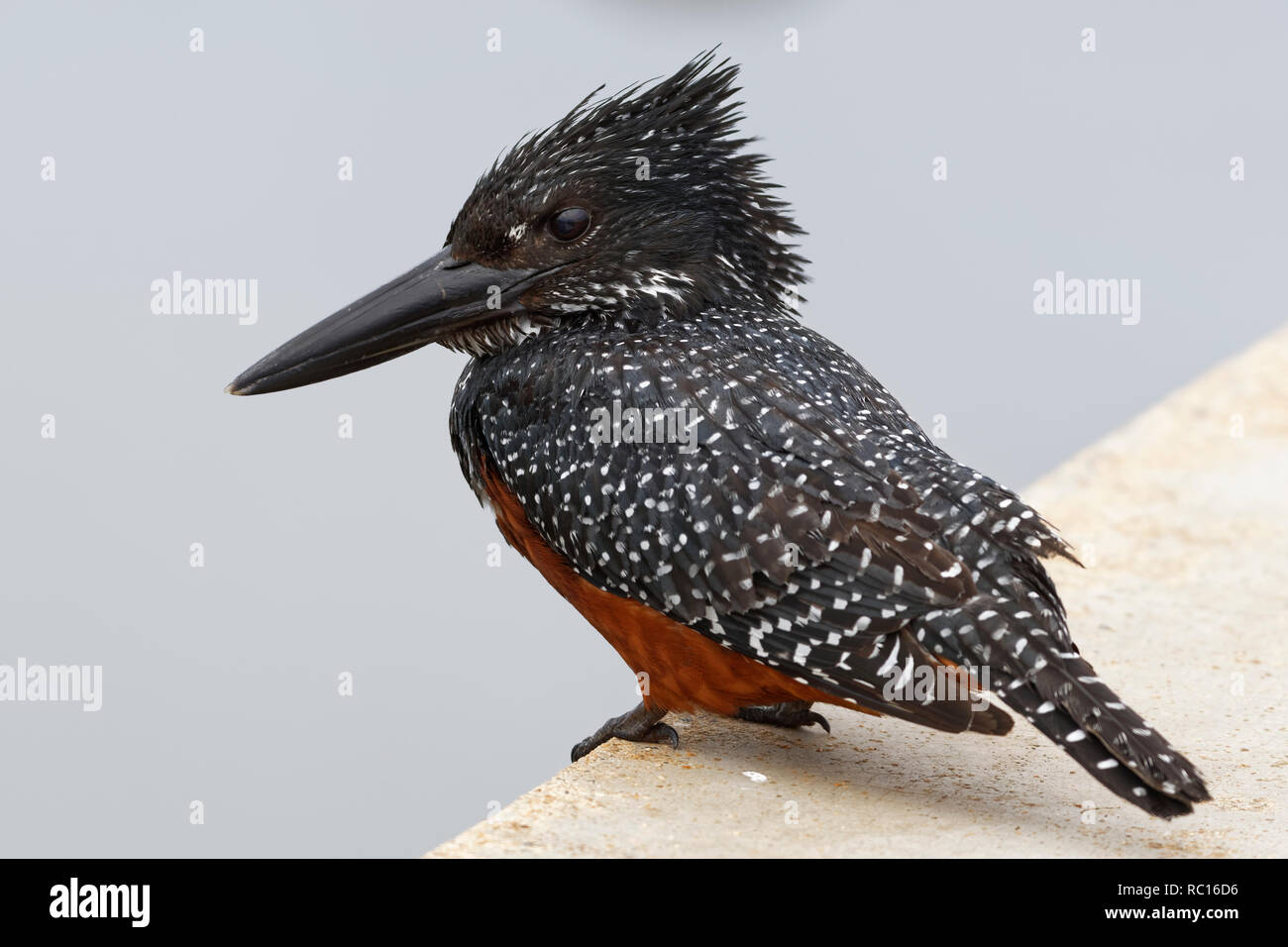 Giant kingfisher (Megaceryle maxima), femmina adulta, guardando il Fiume Sabie, in cerca di pesce, Kruger National Park, Sud Africa e Africa Foto Stock