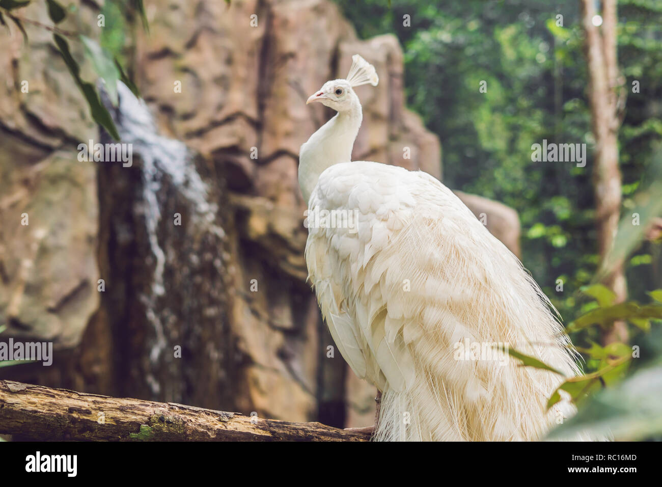 White peacock seduto su un ramo nel parco Foto Stock