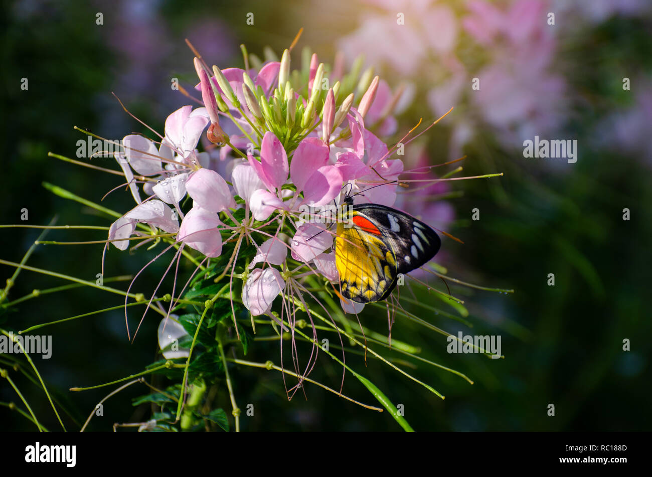 Farfalla sul fiore cleome spinosa jacq Royal Park Ratchaphruek Chiang Mai Thailandia Foto Stock