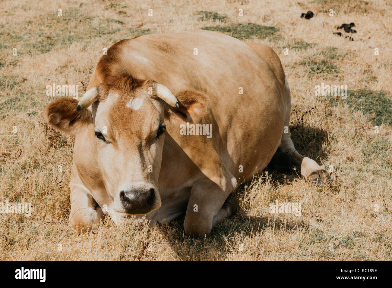 Vacche domestiche che pascolano in un pascolo che rappresenta l’allevamento, la produzione lattiero-casearia e di carne bovina e l’agricoltura rurale. Foto Stock