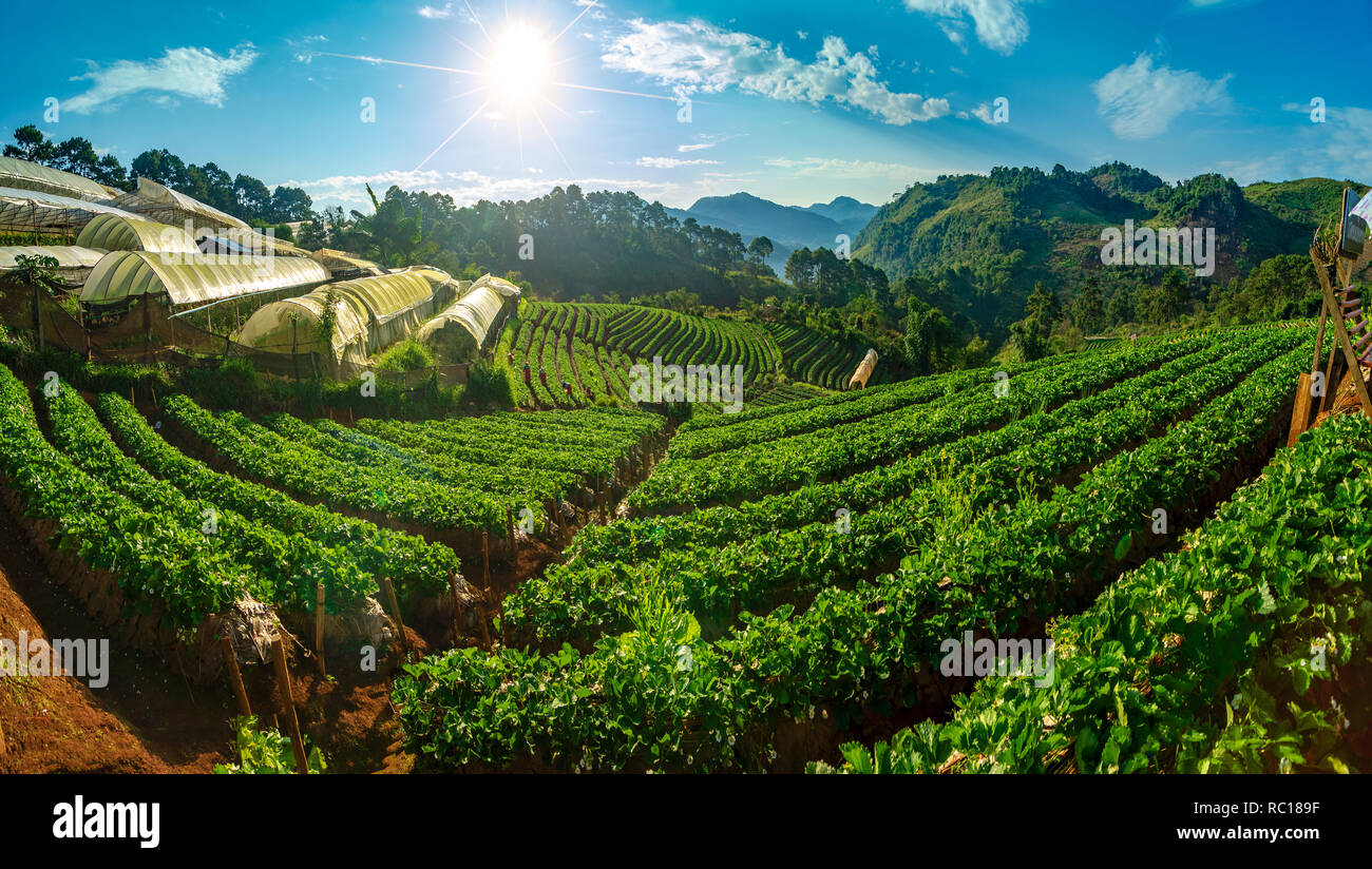 Piantagioni di fragole al mattino hanno un mare di nebbia Ang Khang Chiang Mai Thailandia panorami Foto Stock