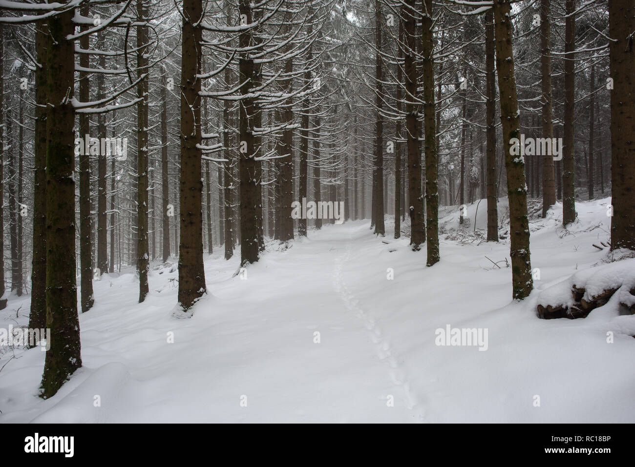 Snowy foresta nera in Germania Foto Stock