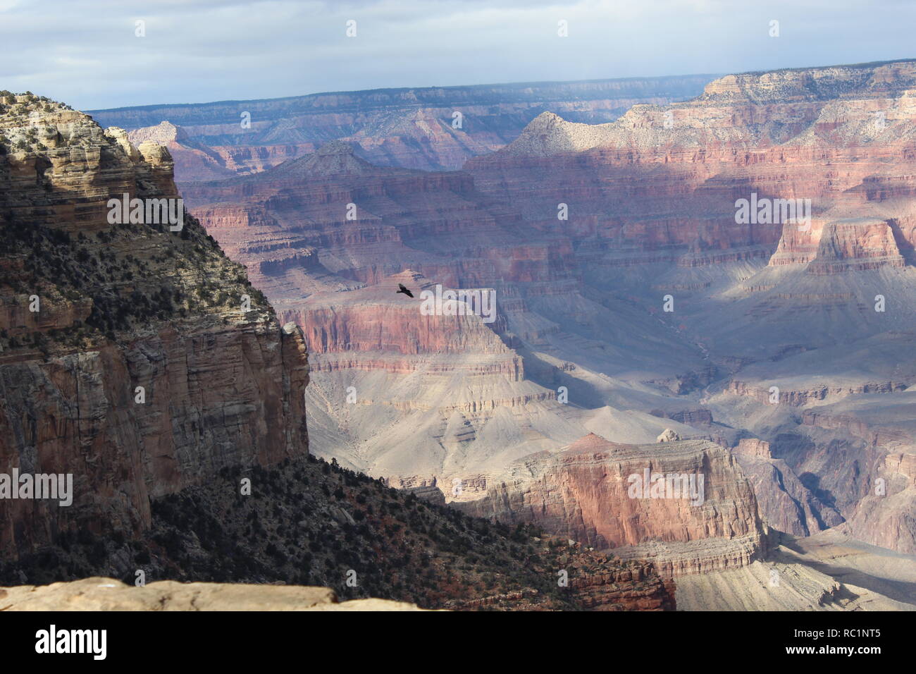 Uccello volando sul Grand Canyon Foto Stock