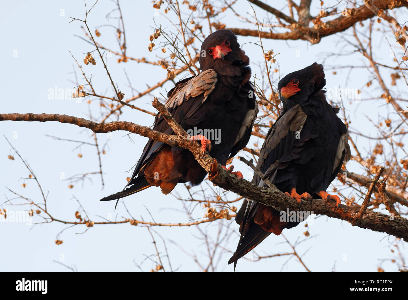 Bateleur aquile (Terathopius ecaudatus), due uccelli adulti, su un ramo di un albero in cerca di preda, luce della sera, Kruger National Park, Sud Africa,Africa Foto Stock