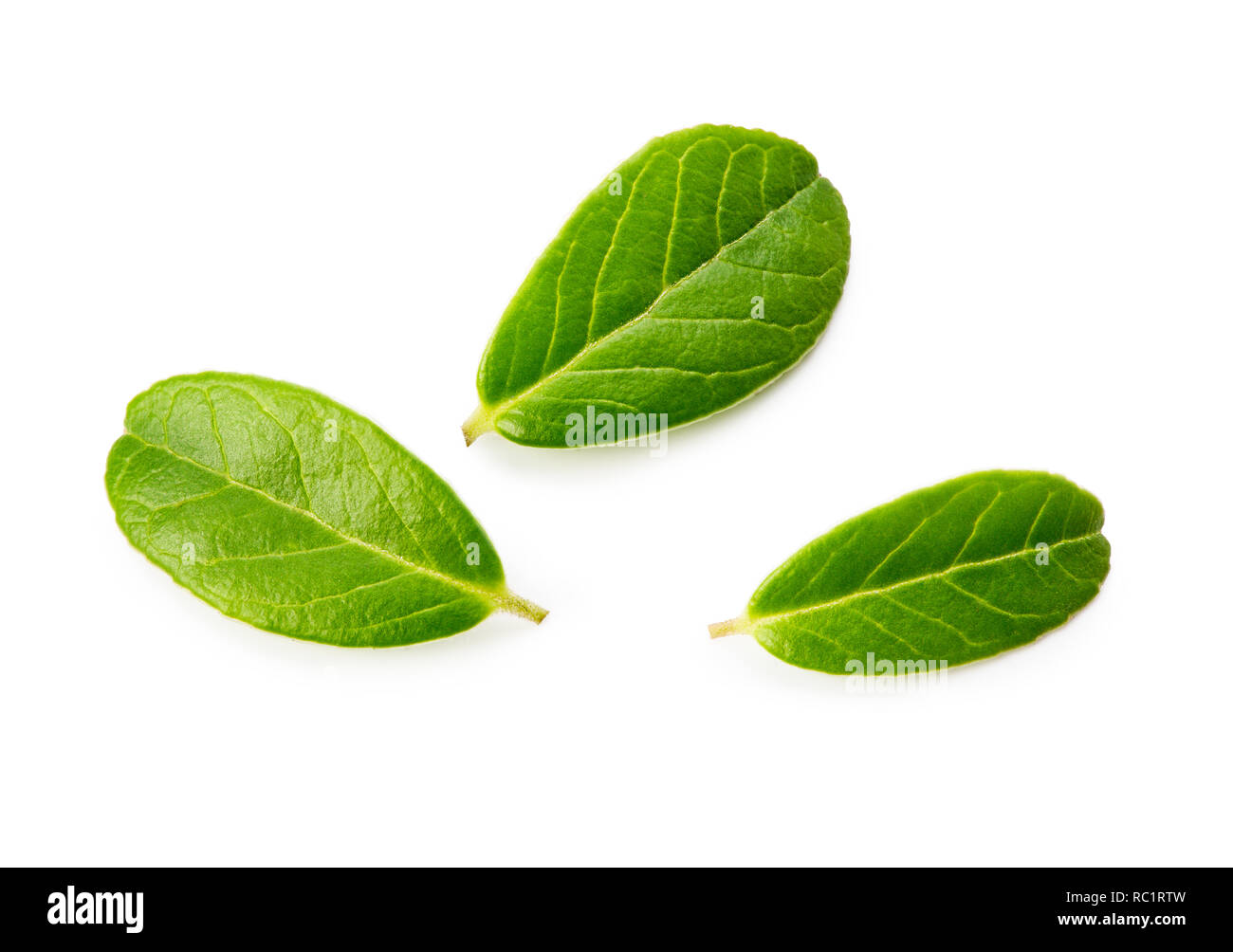 I mirtilli o lingonberries foglie verdi. Foglie fresche di mirtillo isolati su sfondo bianco. Foto Stock