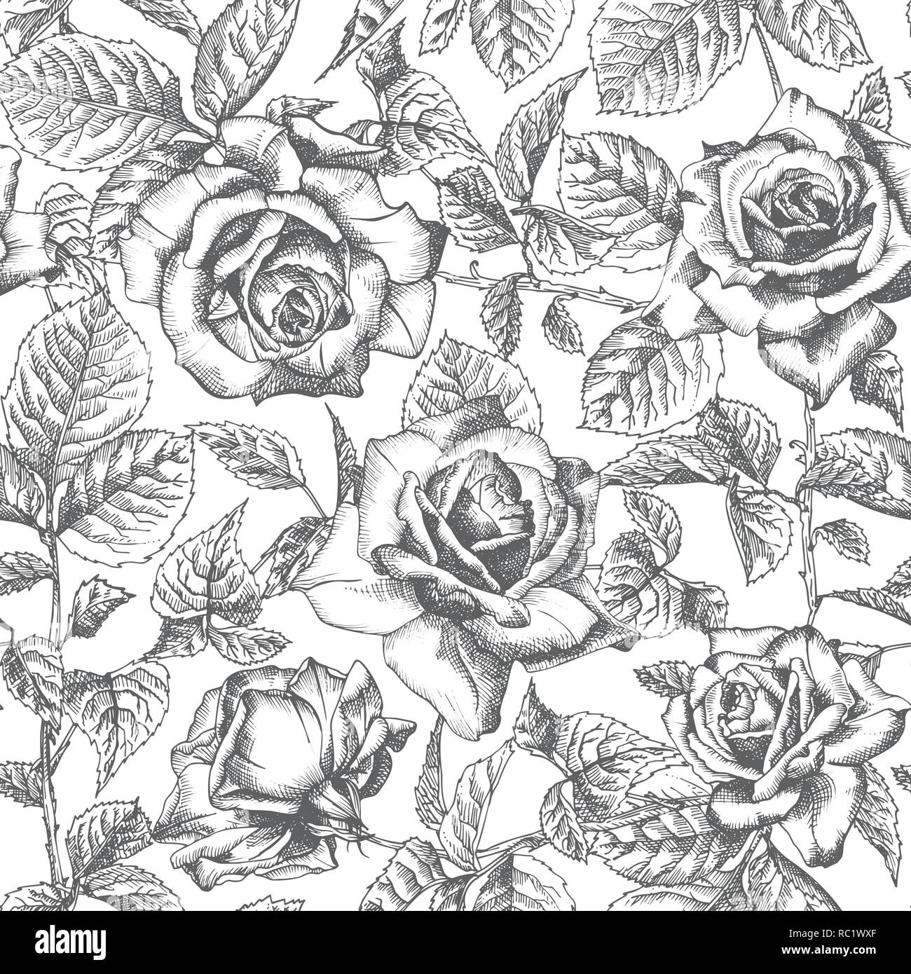 Senza cuciture a mano modello bozzetto roses vintage dettagliata illuatration botanico. Cornice floreale. Silhouette nera isollated su sfondo bianco. Illustrazione Vettoriale