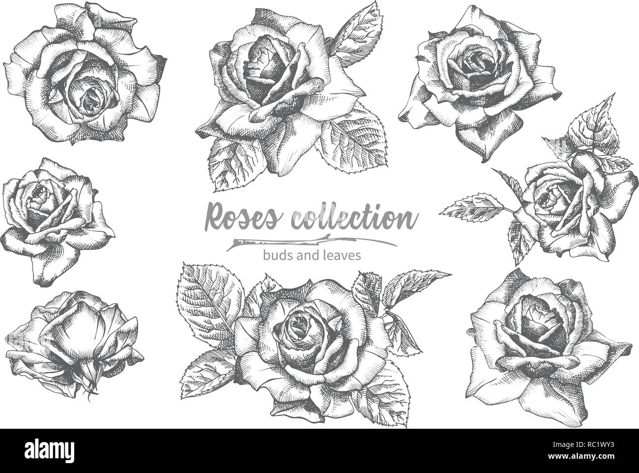 Set di mano bozzetto roses, vive e rami vintage dettagliata illuatration botanico. Cornice floreale. Silhouette nera isollated su sfondo bianco. Illustrazione Vettoriale