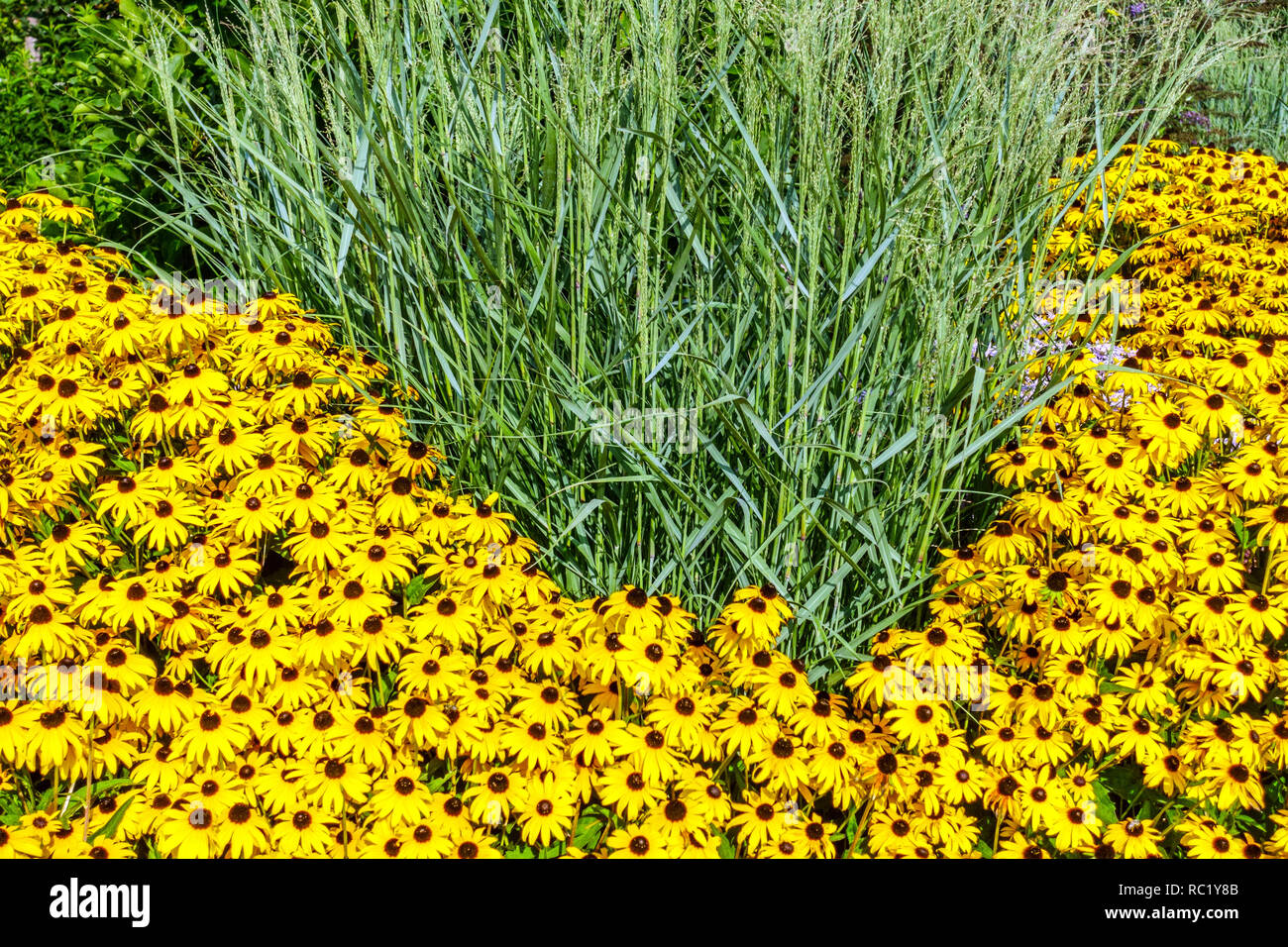 Oro giallo susan Rudbeckia, fiori gialli, giardino confine Miscanthus Zebra erba Foto Stock