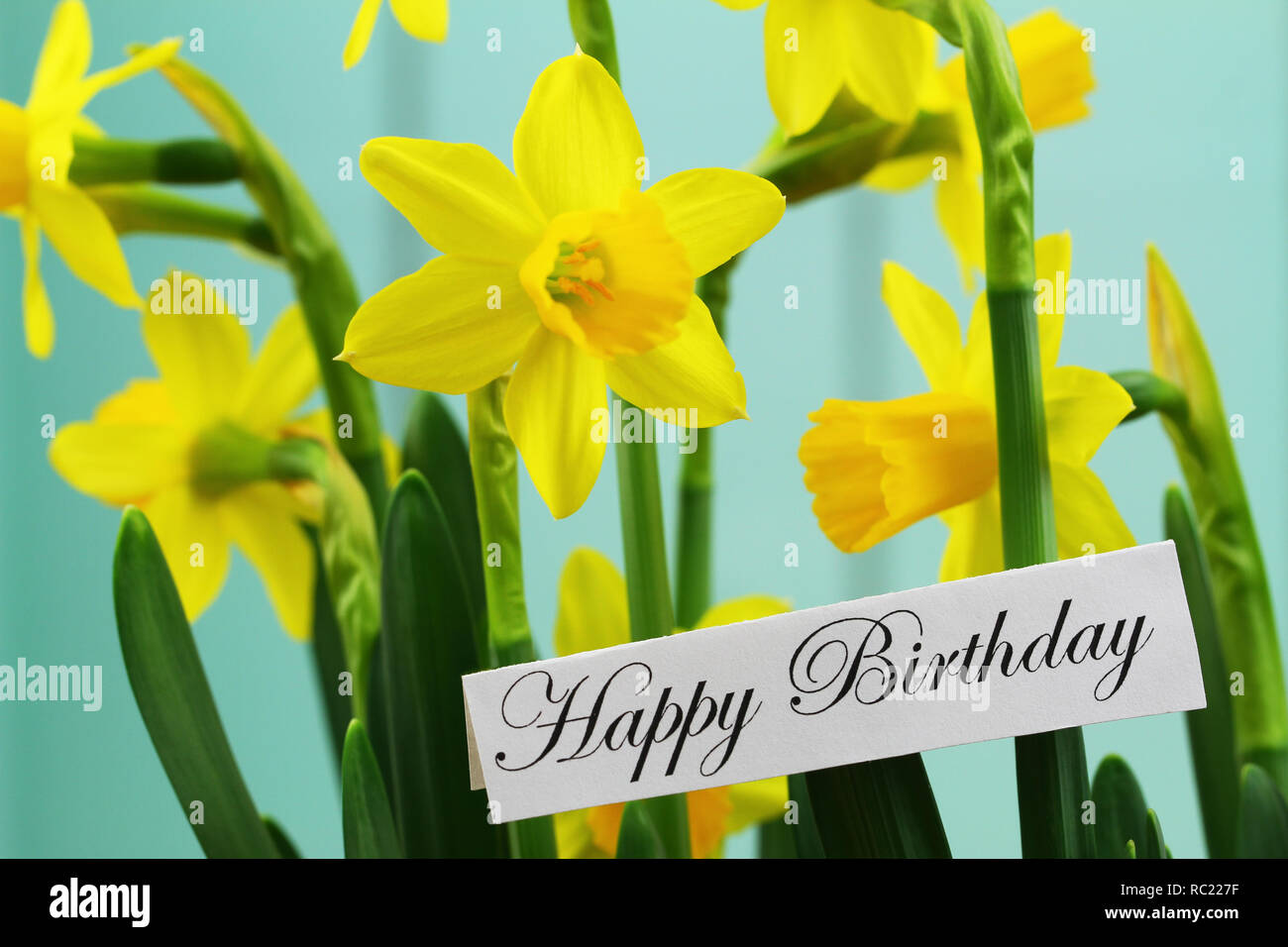 Buon compleanno card con daffodil fiori Foto Stock
