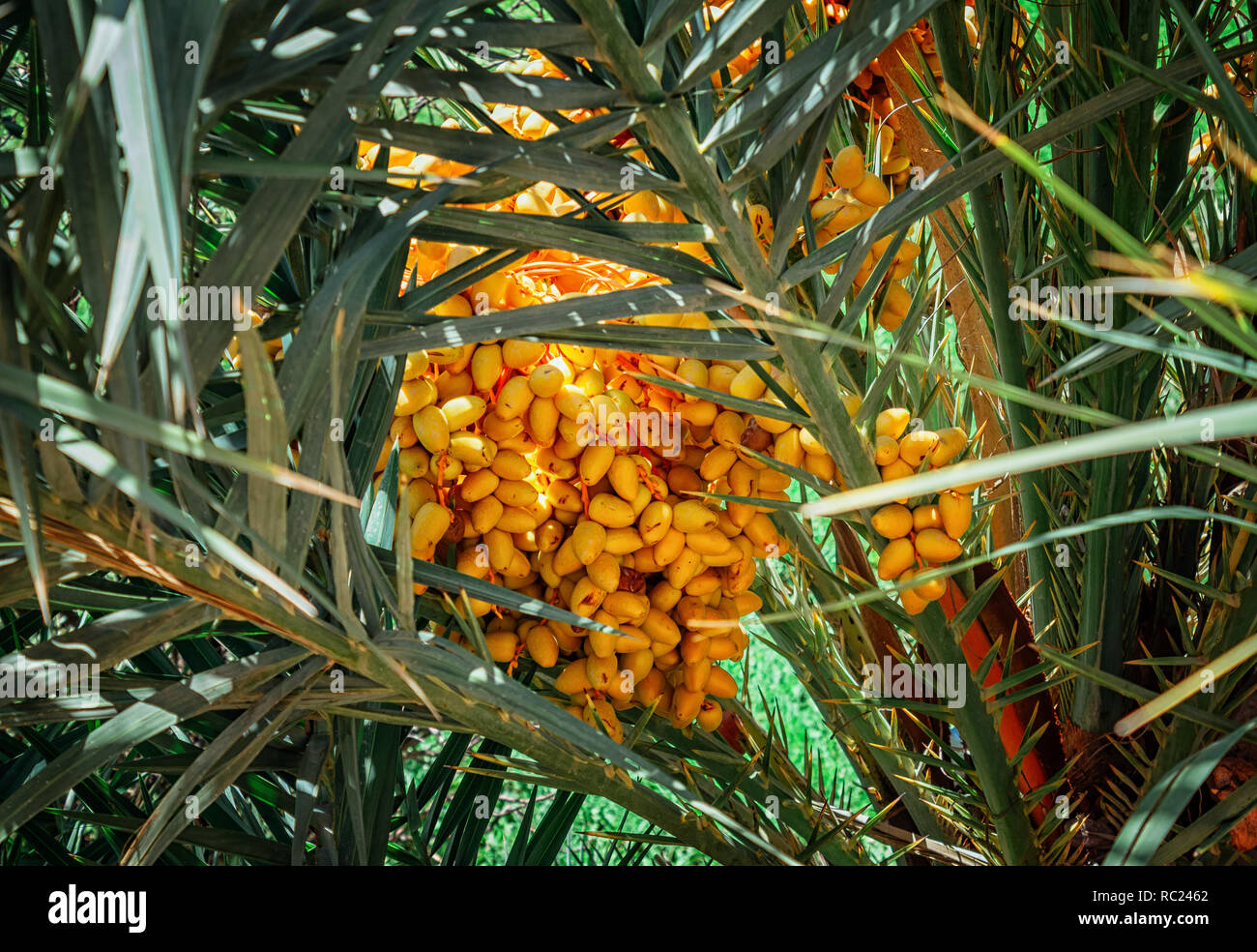 Mazzetto di ripe date giallo su un albero di palma in Marocco. Palm data frutti sulla struttura ad albero Foto Stock