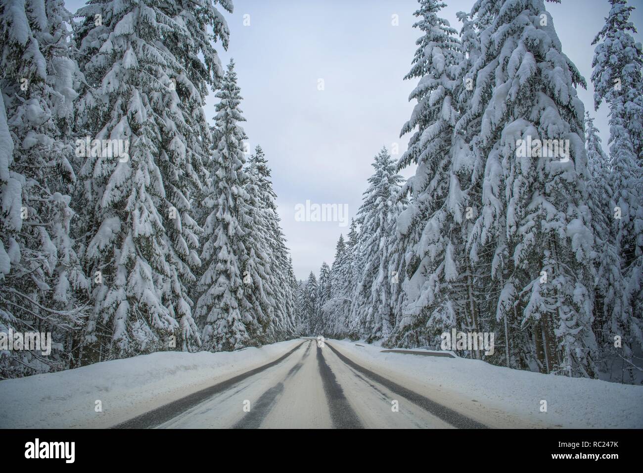 Scenic Winter Road. Alberi coperti di neve pesante. Stagione invernale la guida. Foto Stock