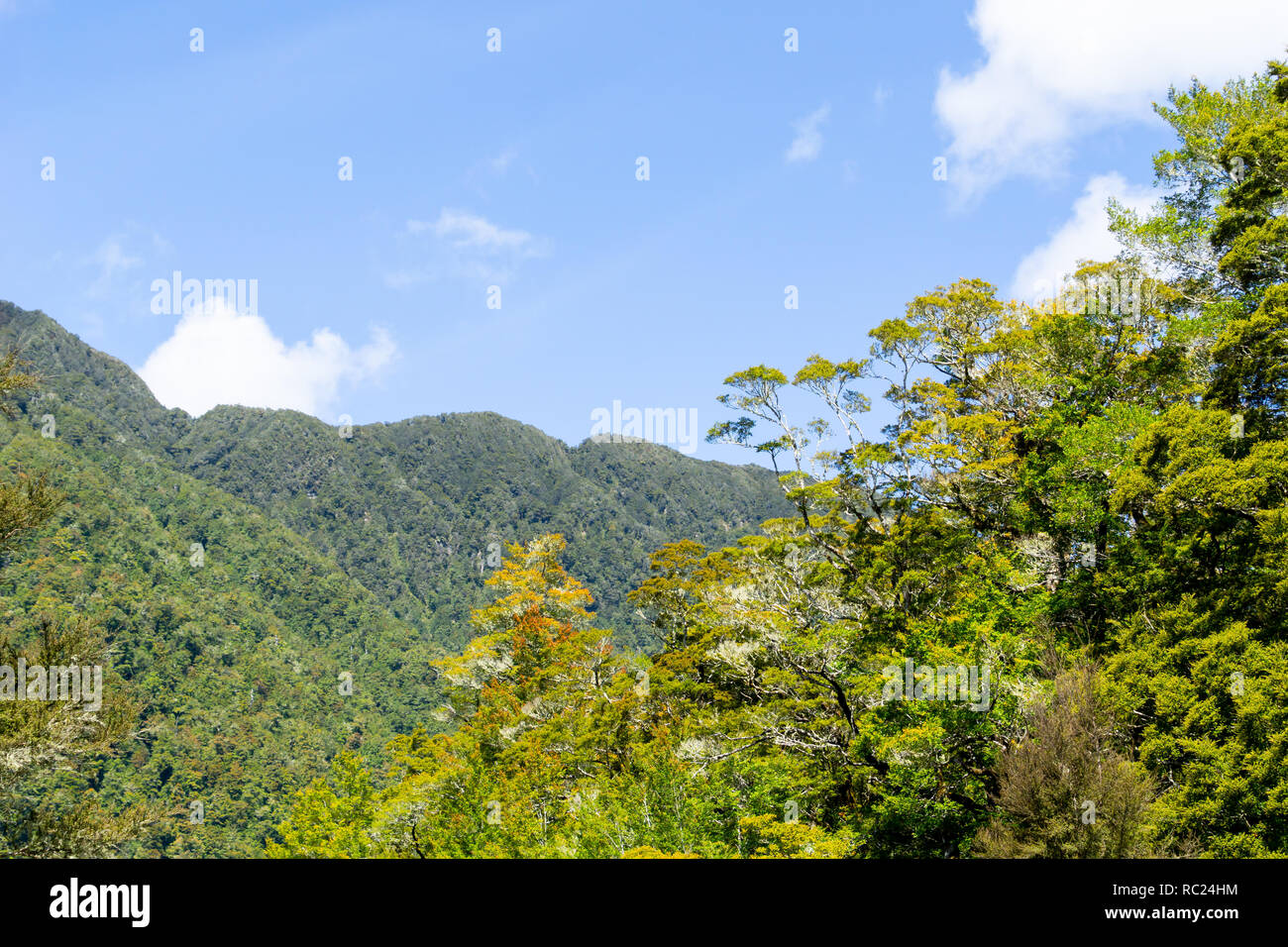 Sun hits fogliame di Nuova Zelanda native della foresta podocarp primo piano con più profonda charactistic verdi pendii al di là sotto il cielo blu chiaro. Foto Stock
