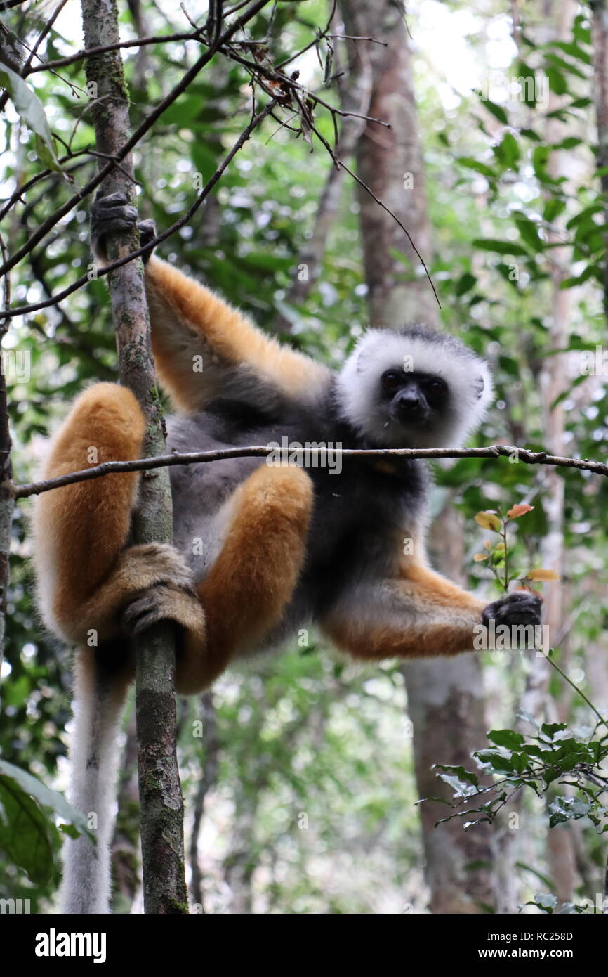 Diademed sifaka (Propithecus diadema) in Madagascar Foto Stock