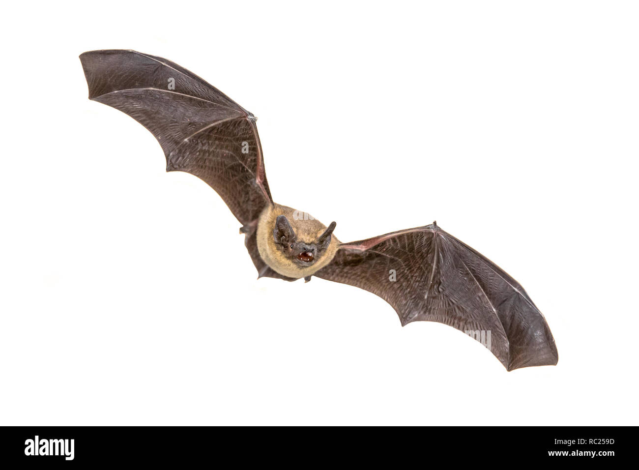 Flying Pipistrelle bat (Pipistrellus pipistrellus) Azione girato di caccia animale isolato su sfondo bianco. Questa specie è sapere per sono ' appollaiati e l Foto Stock