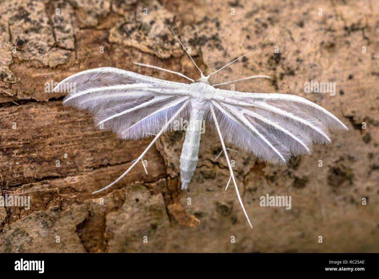 Pennacchio bianco tarma (Pterophorus pentadactyla) farfalla. Gli insetti in appoggio sul legno. Foto Stock