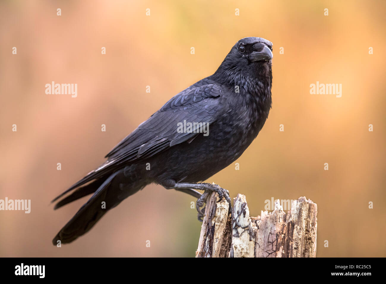 Carrion crow (Corvus corone) black bird appollaiato sul tronco di albero su sfondo chiaro e guardando la fotocamera Foto Stock